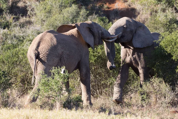 Deux taureaux éléphants adolescents se battent Images De Stock Libres De Droits