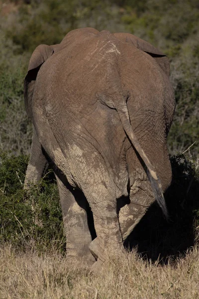 Face arrière de l'éléphant unique dans la brousse africaine Image En Vente
