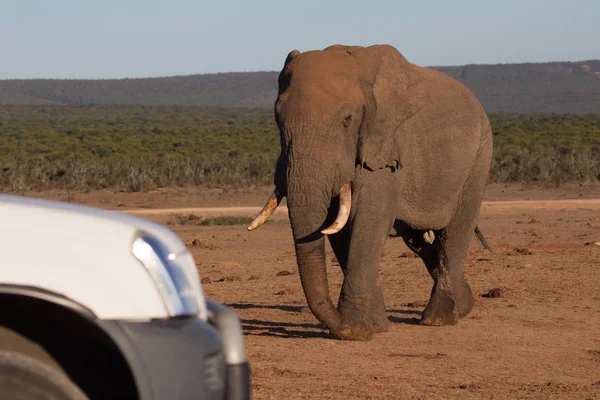 Éléphant marche vers le véhicule touristique Photos De Stock Libres De Droits