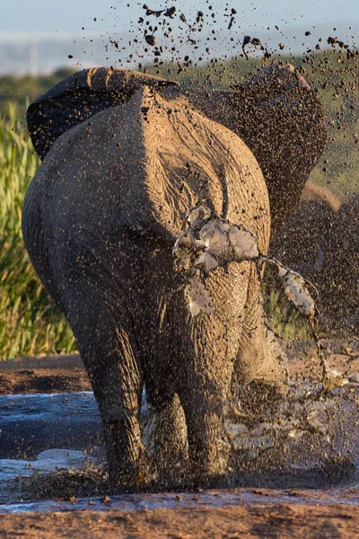 Éléphant prenant un bain de boue au point d'eau Photos De Stock Libres De Droits