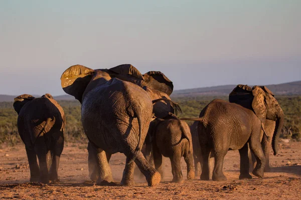 Troupeau d'éléphants se déplaçant dans la brousse africaine Image En Vente