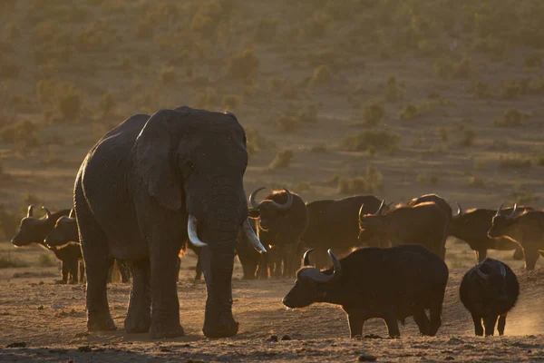 Rencontre éléphant d'Afrique et buffle Images De Stock Libres De Droits