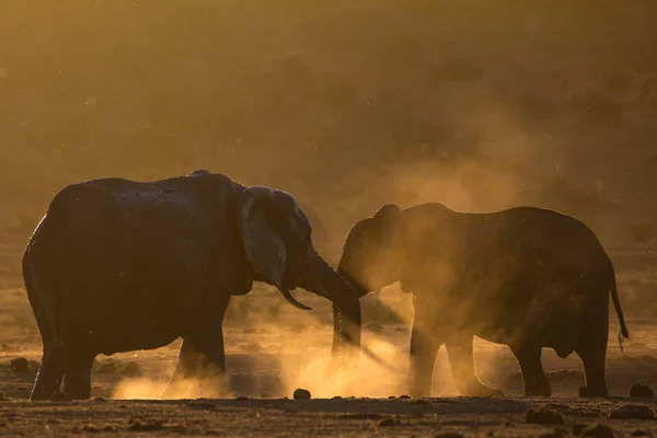Deux éléphants se saluent dans un buisson africain poussiéreux Images De Stock Libres De Droits