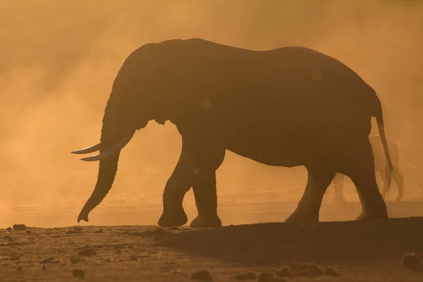 Silhouette d'éléphant au coucher du soleil Images De Stock Libres De Droits