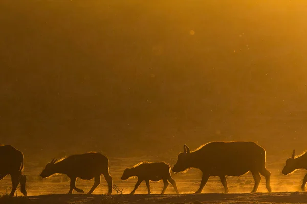 Buffle africain marchant en file au coucher du soleil Photo De Stock