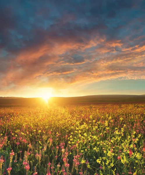 สนามที่มีดอกไม้ตอนพระอาทิตย์ตก — ภาพถ่ายสต็อก