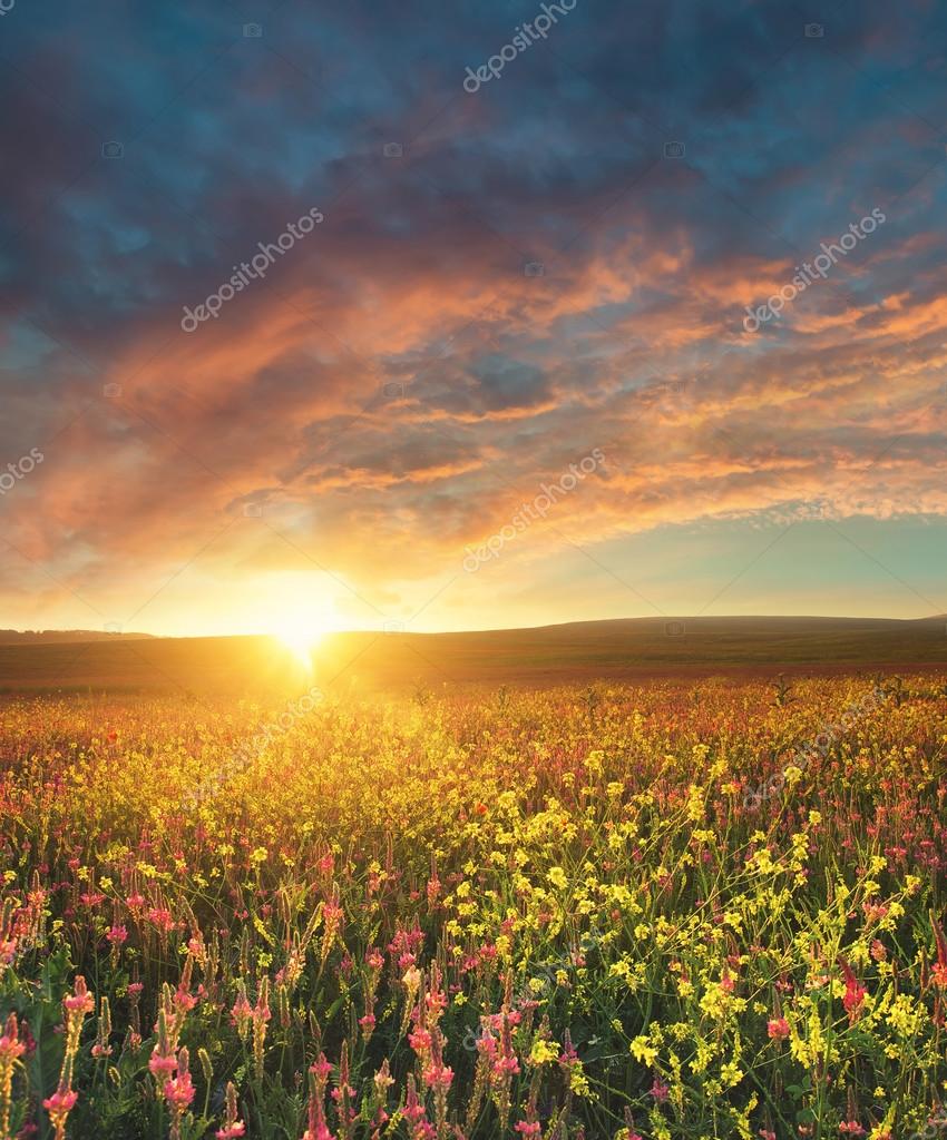 Campo con flores al atardecer — Foto de stock #126718692 © biletskiy_e, image size:850x1024