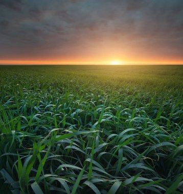 Sahada yeşil çimen