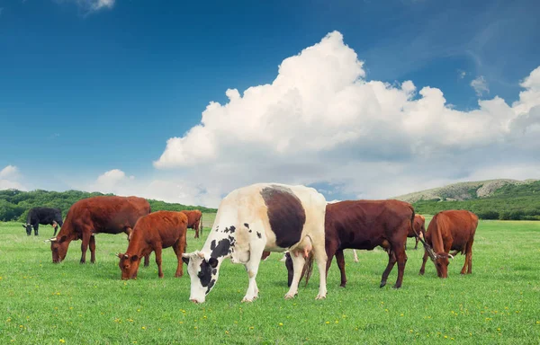 Cows on green farm — Stock Photo, Image