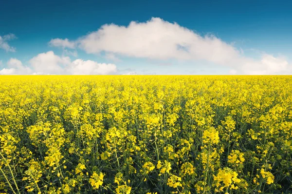 Flores amarelas no campo — Fotografia de Stock