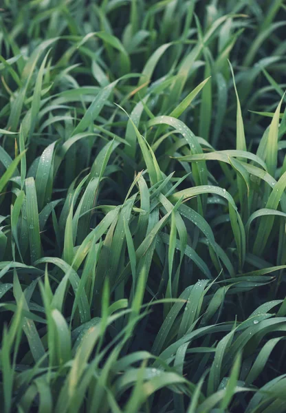 Grama verde no campo — Fotografia de Stock