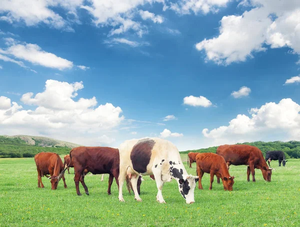 Cows on farm field — Stock Photo, Image