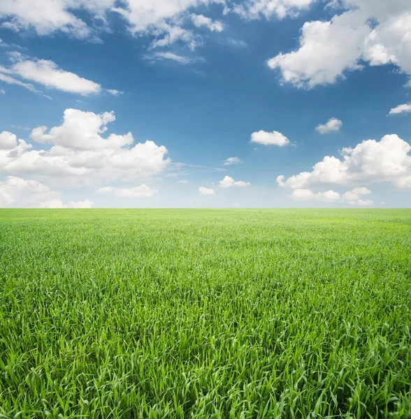 Beautiful summer landscape — Stock Photo, Image