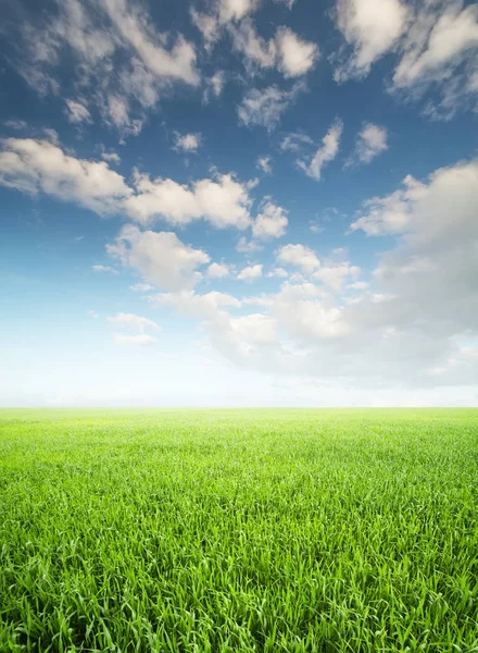 Schöne Sommerlandschaft — Stockfoto