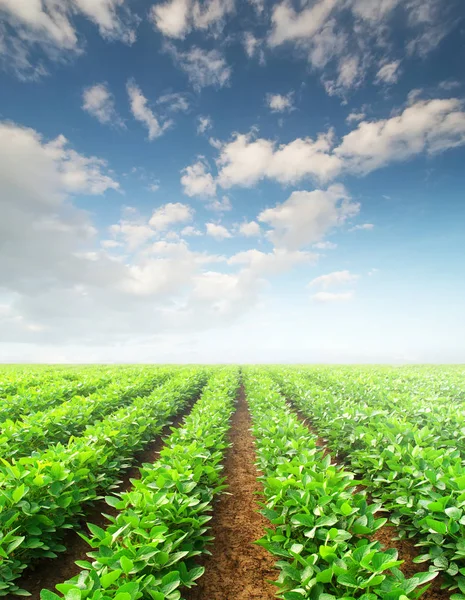 Agricultural landscape in summer time — Stock Photo, Image