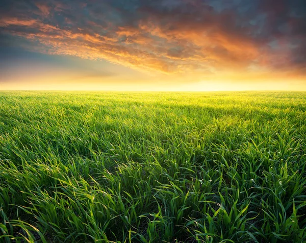 Agricultural landscape in summer time — Stock Photo, Image