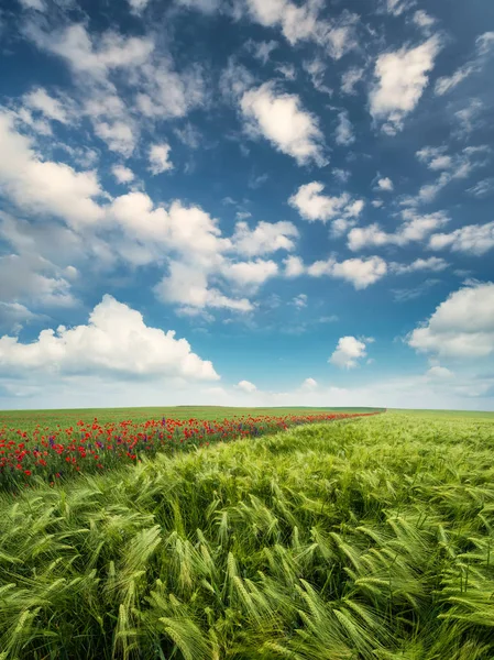 Veld met bloemen in bergdal — Stockfoto