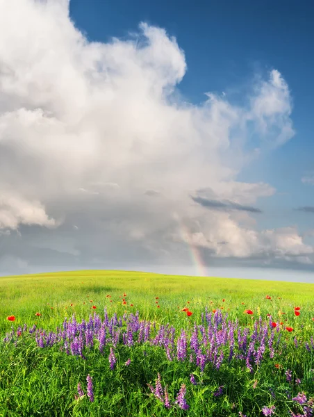 Field with flowers in mountain valley — Stock Photo, Image