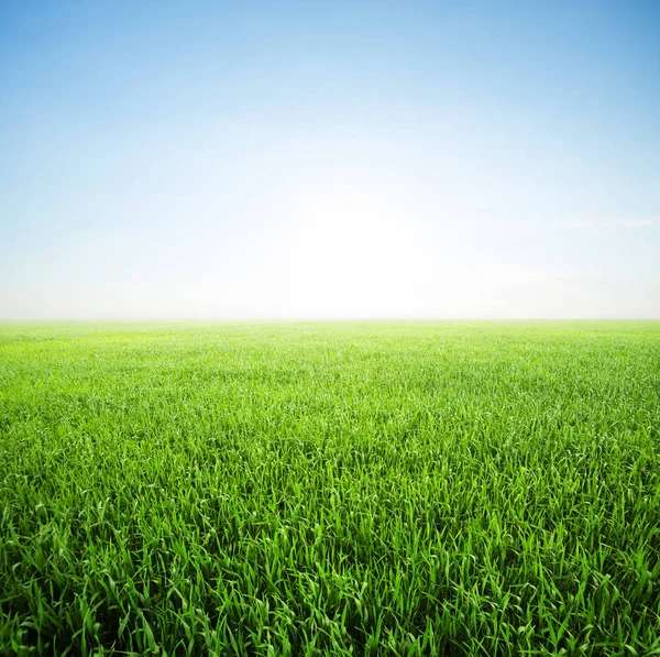 美しい夏の風景 — ストック写真