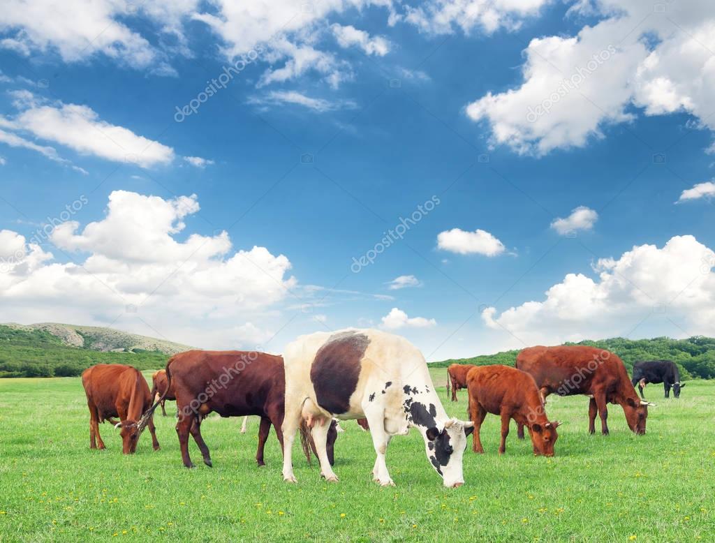 Cows on farm field