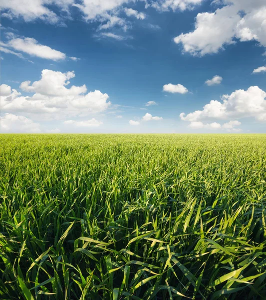 Herbe sur le terrain après la pluie . — Photo