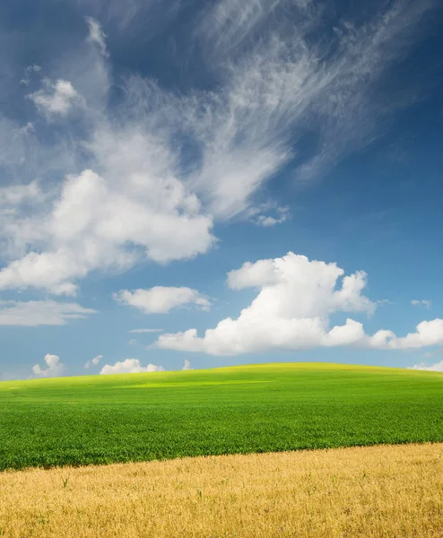 Campo na hora de verão . — Fotografia de Stock