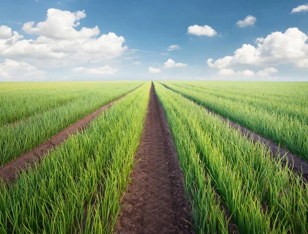  Yaz aylarında tarım peyzaj