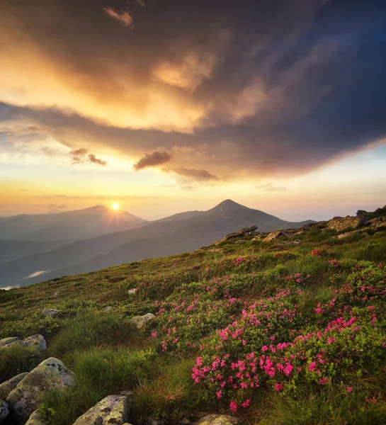 Çiçek Dağı sahada — Stok fotoğraf