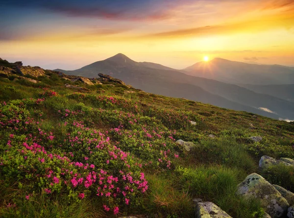 Квіти на гірському полі — стокове фото