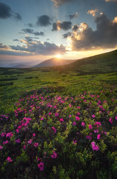 山のフィールド上の花 — ストック写真