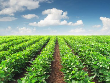 Yaz aylarında tarım peyzaj