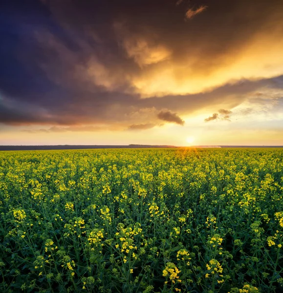 Grama no campo durante o nascer do sol . — Fotografia de Stock