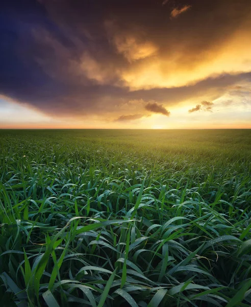 Herbe sur le terrain pendant le lever du soleil — Photo