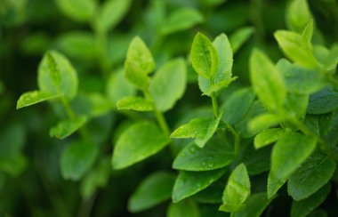 yaprakları ile su damlaları