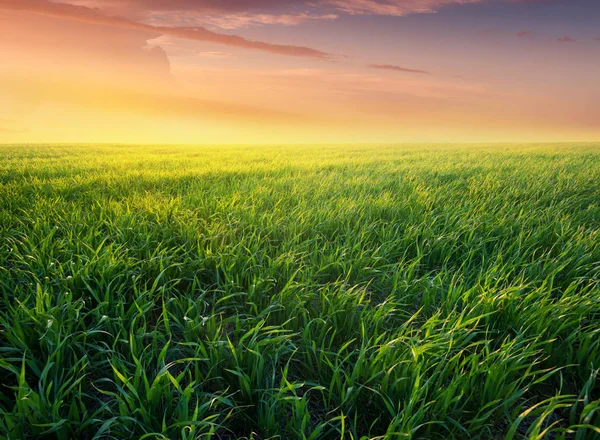 Herbe sur le terrain au lever du soleil — Photo