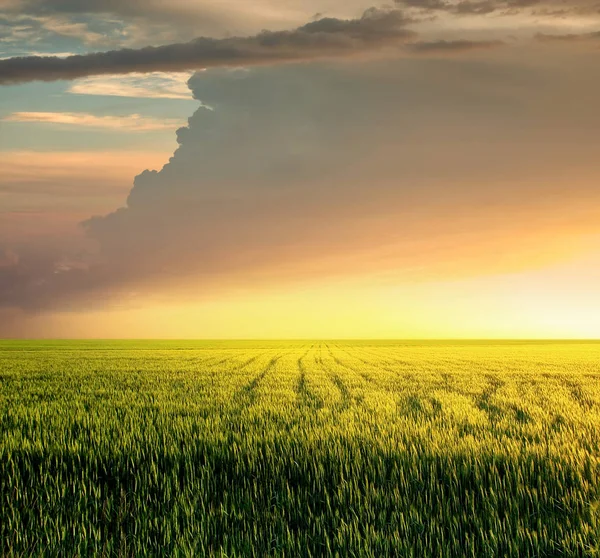 Green field during sunset — Stock Photo, Image