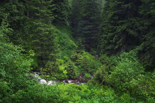 Widok lasu i potoku — Zdjęcie stockowe