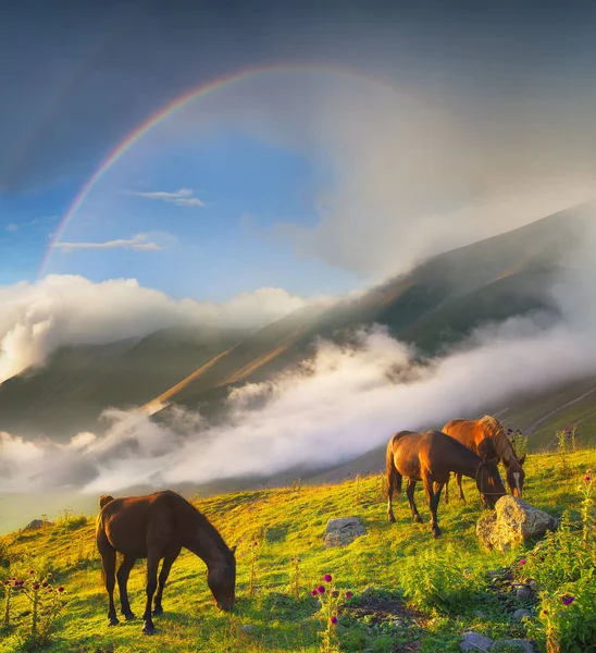 Cavalos no vale da montanha — Fotografia de Stock