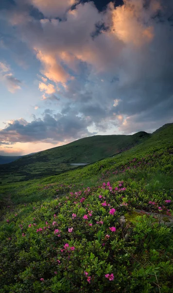 サンライズの中に山の花 — ストック写真