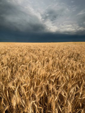 Buğday alanı ve karanlık gökyüzü