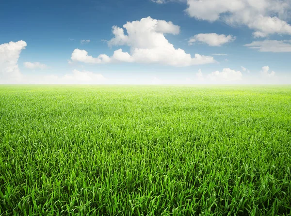 Green field at day time — Stock Photo, Image