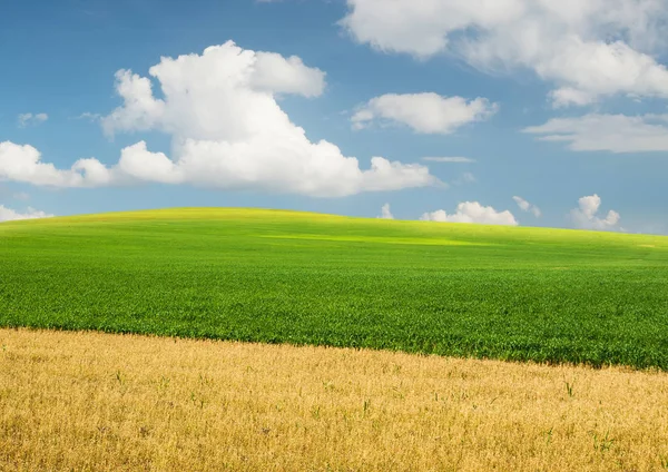 Campo en hora de verano — Foto de Stock