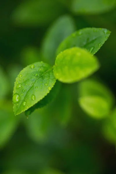 Bladeren met waterdruppels — Stockfoto