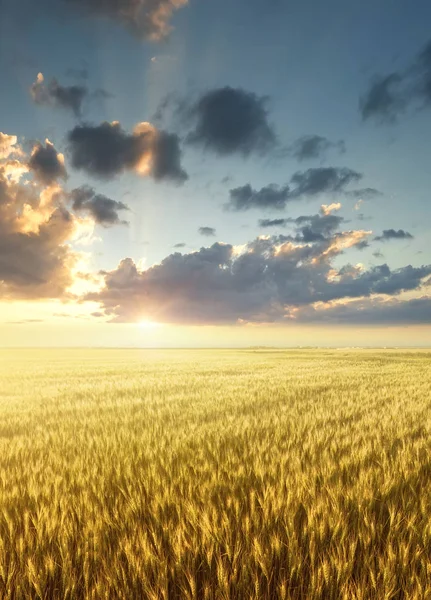 Field and sky during sunrise — Stock Photo, Image