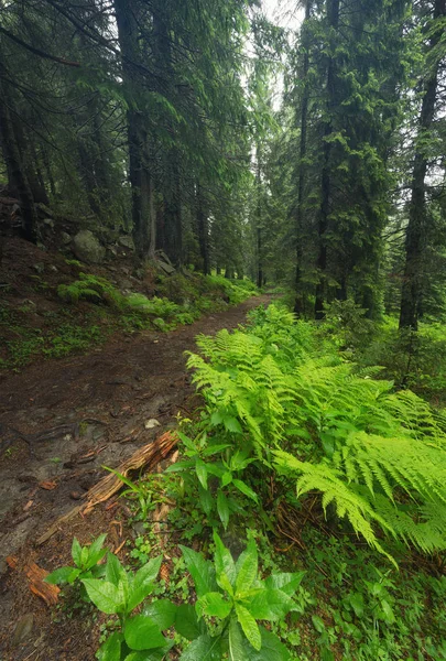 Gångvägen i gröna skogen — Stockfoto