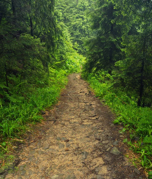 Walkway in green forest — Stock Photo, Image