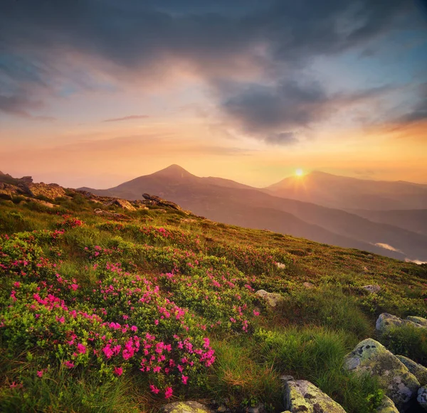 Fiori sui campi di montagna — Foto Stock