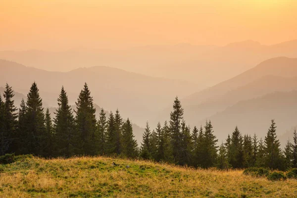 Forêt sur les collines — Photo