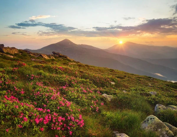 Kwiaty na góry pola podczas sunrise — Zdjęcie stockowe