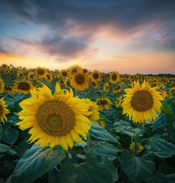 Sunflowers on field during sunrise — Stock Photo, Image